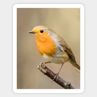 A robin perched in an English garden Sticker